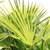 chinese windmil palm