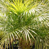 dwarf date palm