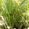 Dwarf Palmetto Palm