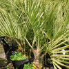 Butia Capitata – Jelly Palm