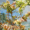 Kauri
