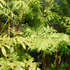 King Fern