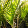Nikau