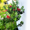 Pohutukawa