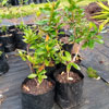 Pohutukawa