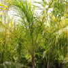 chinese windmil palm